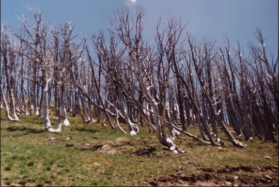 Autour du Mont Washburn