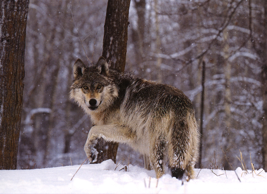 greywolf1.jpg