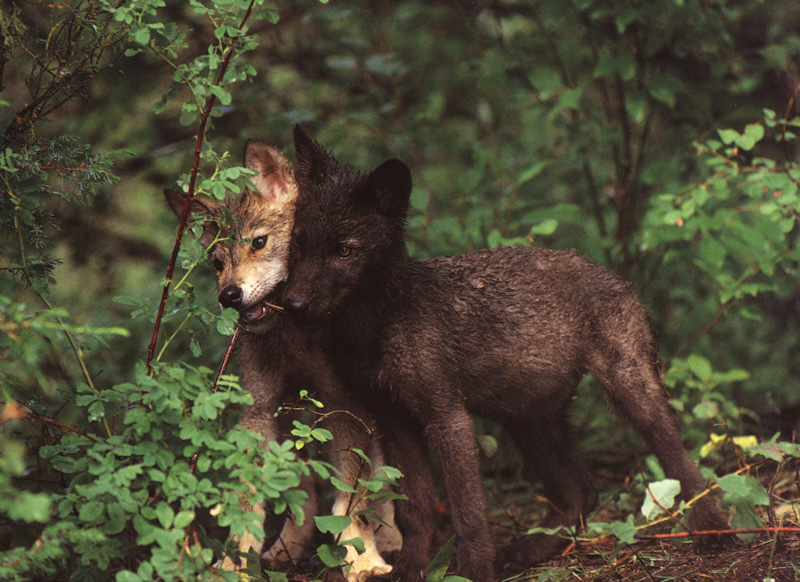pup1.jpg