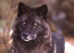blackwolf