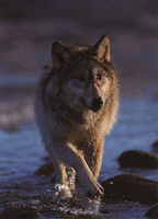 Cliquez sur les photos pour les agrandir