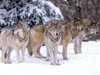 wolf013