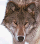 wolf017